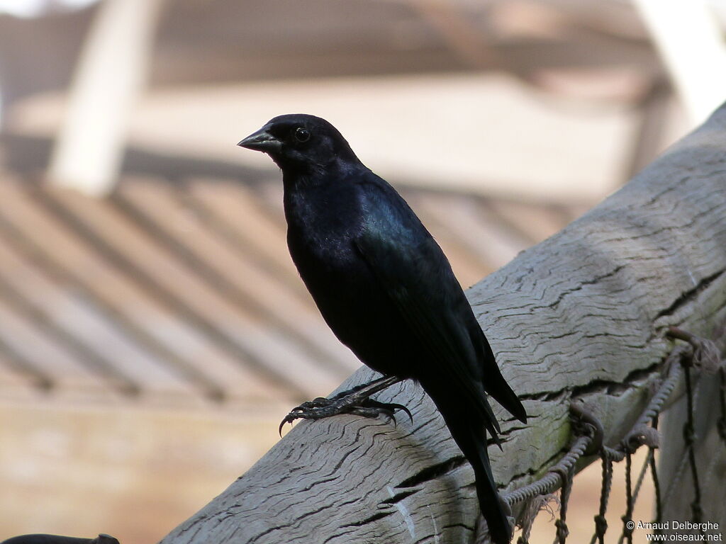 Shiny Cowbird