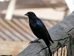 Shiny Cowbird