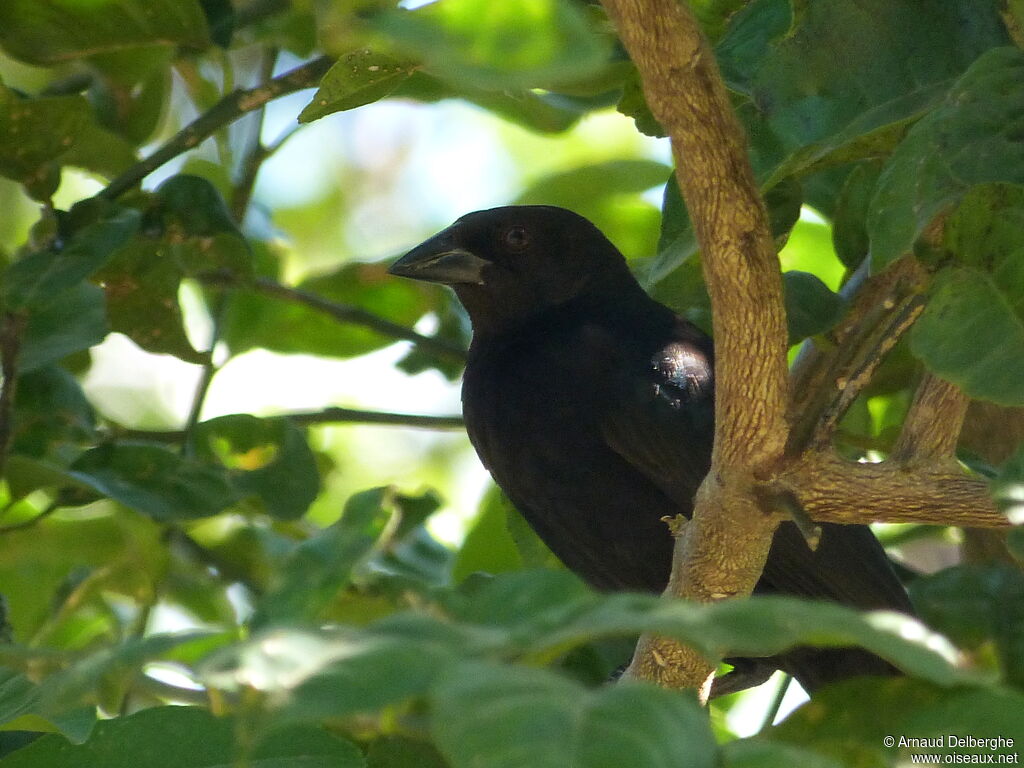 Shiny Cowbird