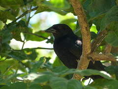 Shiny Cowbird