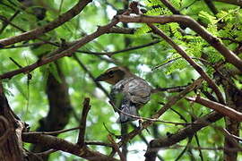 Shiny Cowbird