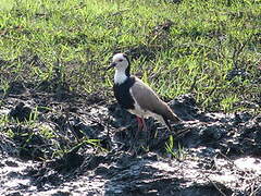 Vanneau à ailes blanches