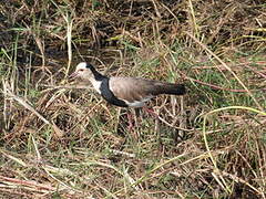 Long-toed Lapwing