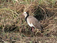 Vanneau à ailes blanches