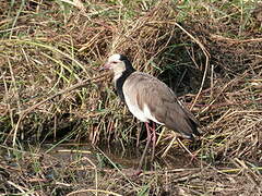 Long-toed Lapwing