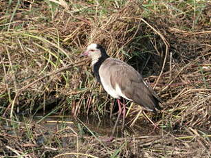 Vanneau à ailes blanches