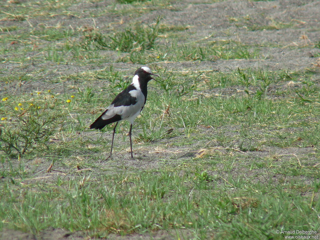 Blacksmith Lapwing