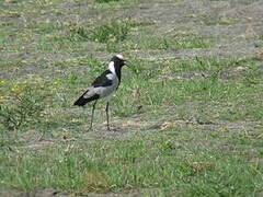 Blacksmith Lapwing