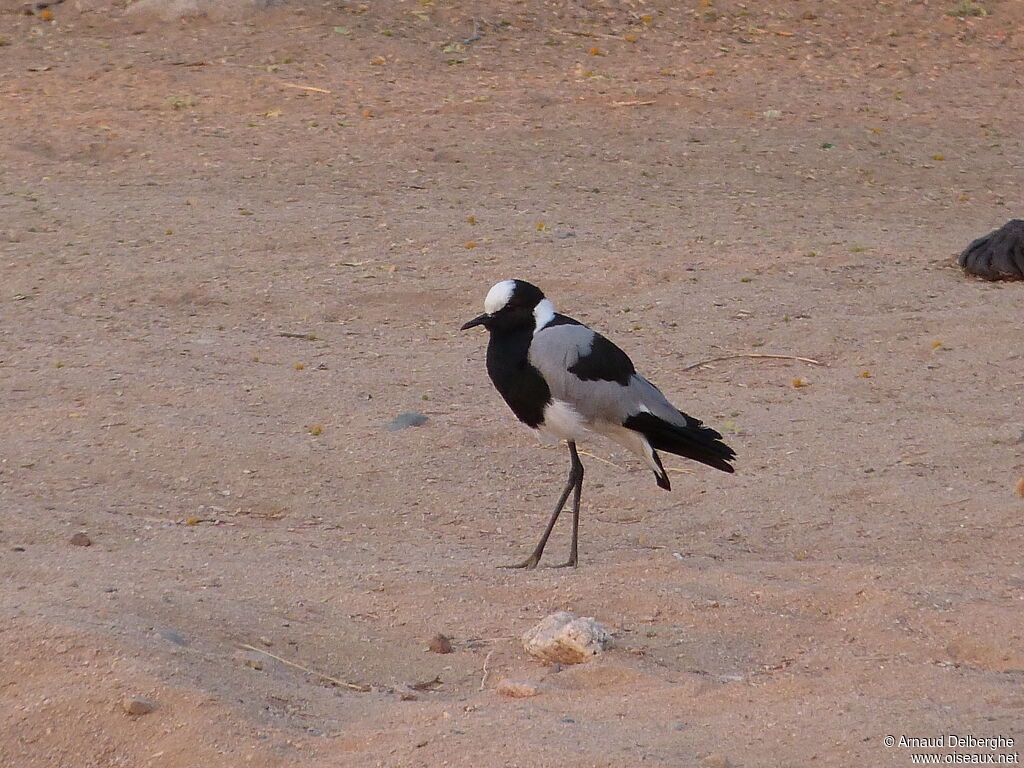 Blacksmith Lapwing