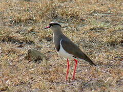 Crowned Lapwing