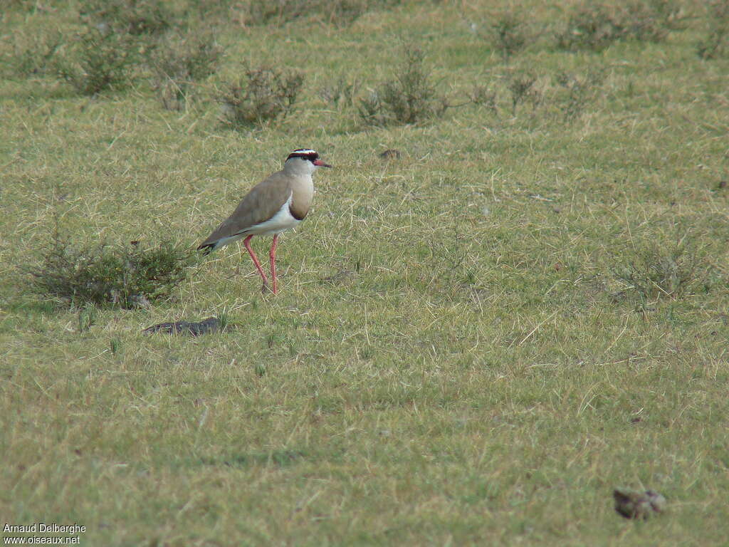 Crowned Lapwingadult, habitat