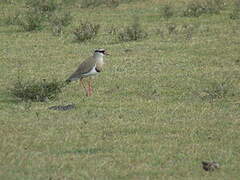 Crowned Lapwing