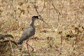 Crowned Lapwing