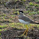 Vanneau de Malabar