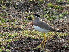 Yellow-wattled Lapwing