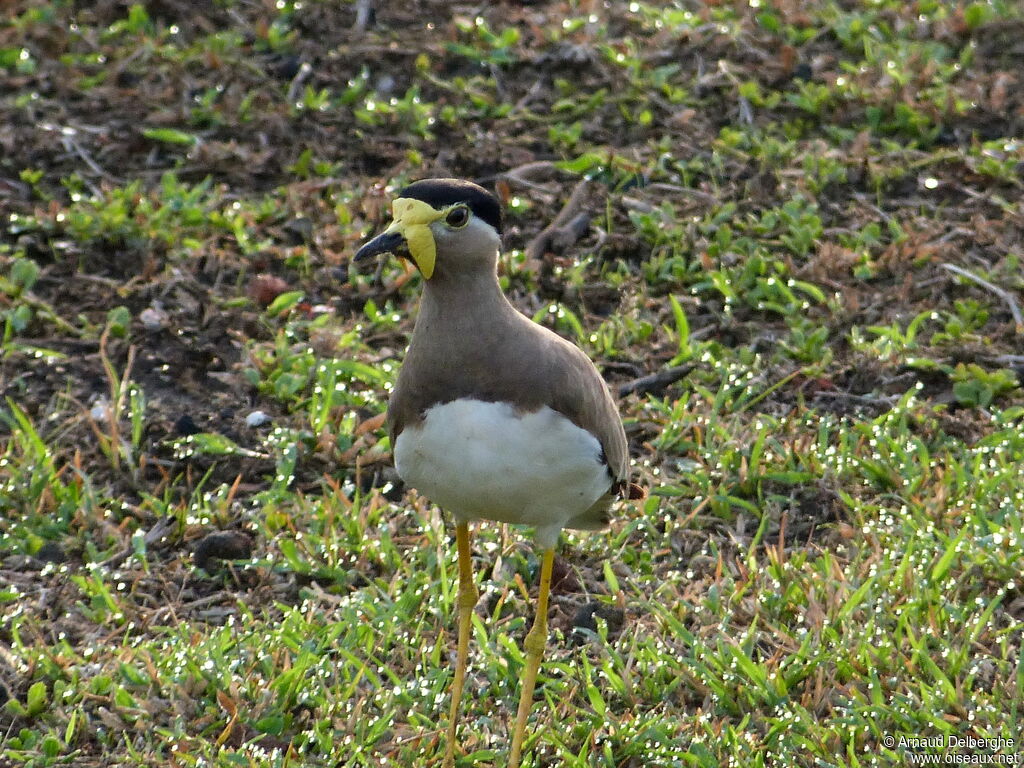 Yellow-wattled Lapwing