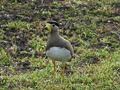 Yellow-wattled Lapwing