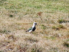 Andean Lapwing