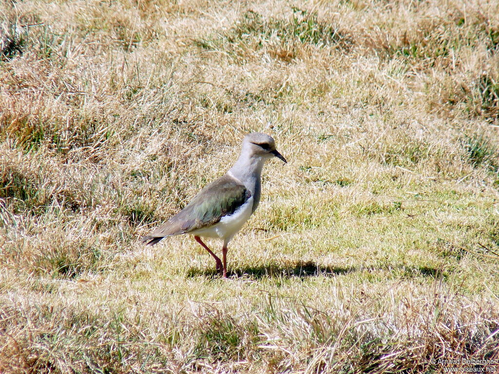 Andean Lapwing