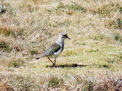 Andean Lapwing