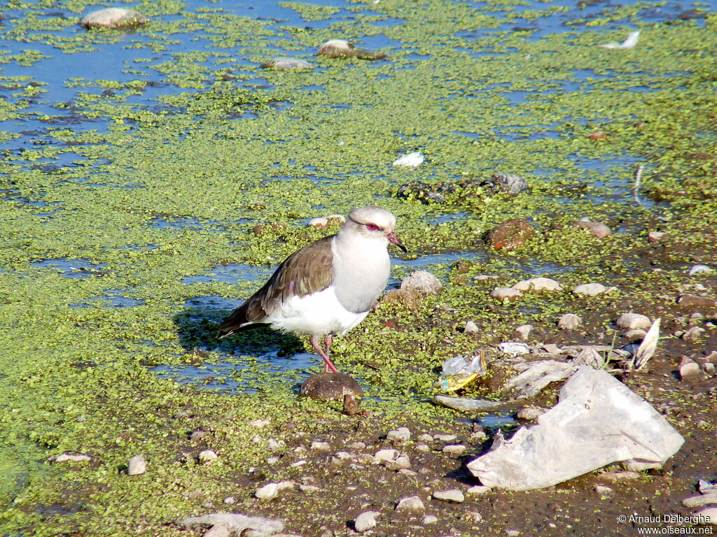 Andean Lapwing