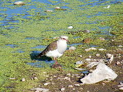 Andean Lapwing