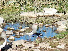 Andean Lapwing