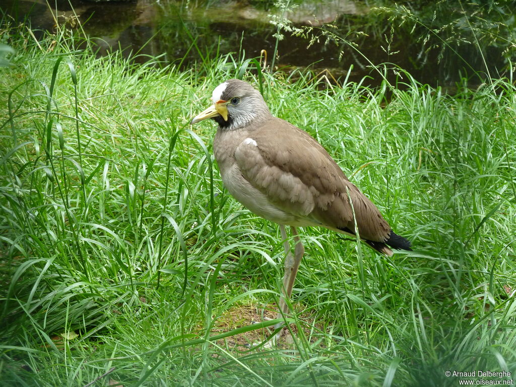 African Wattled Lapwing