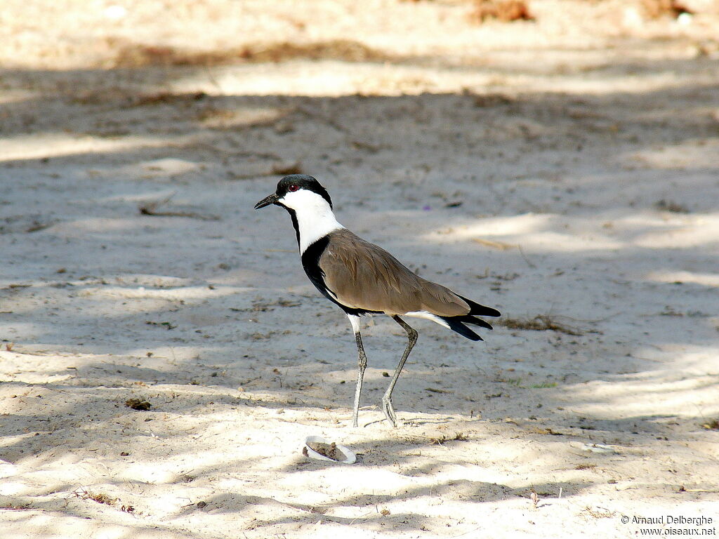 Spur-winged Lapwing