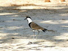 Spur-winged Lapwing