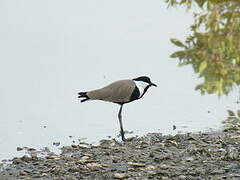 Spur-winged Lapwing