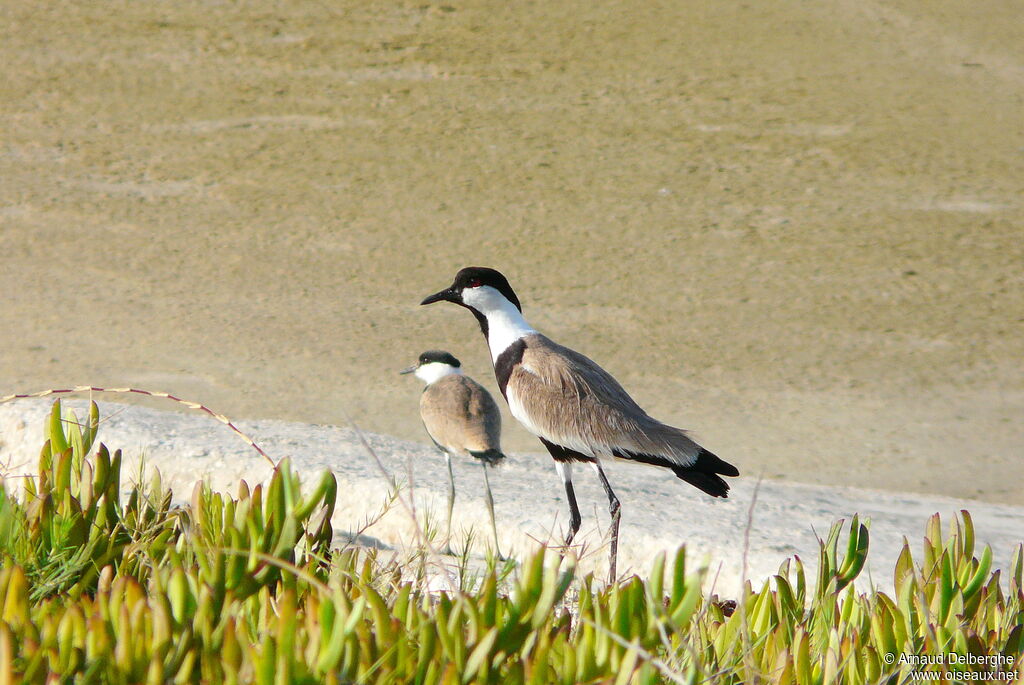 Spur-winged Lapwing