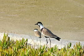 Spur-winged Lapwing