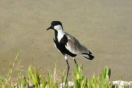 Spur-winged Lapwing