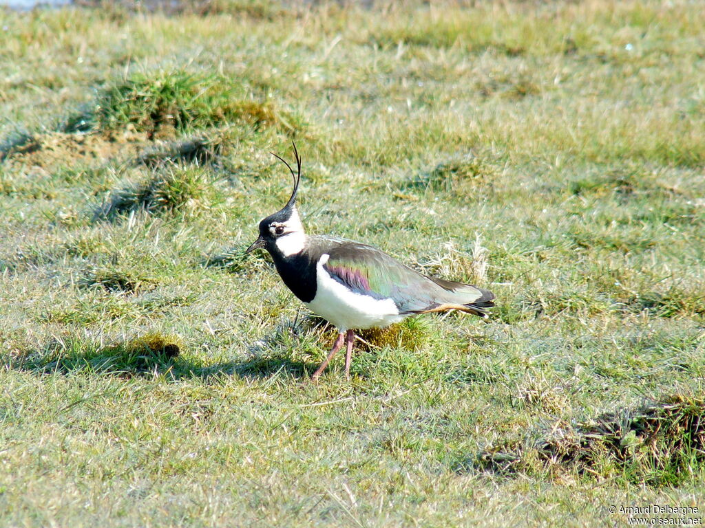 Northern Lapwing