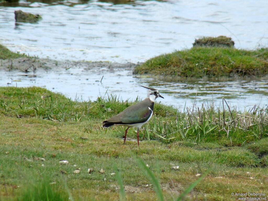 Northern Lapwing