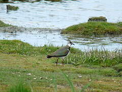 Northern Lapwing