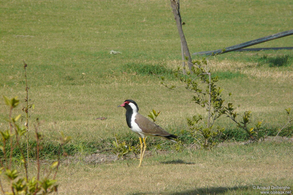 Red-wattled Lapwing