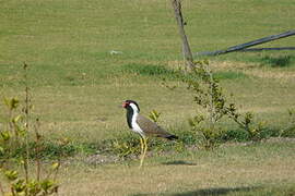 Red-wattled Lapwing