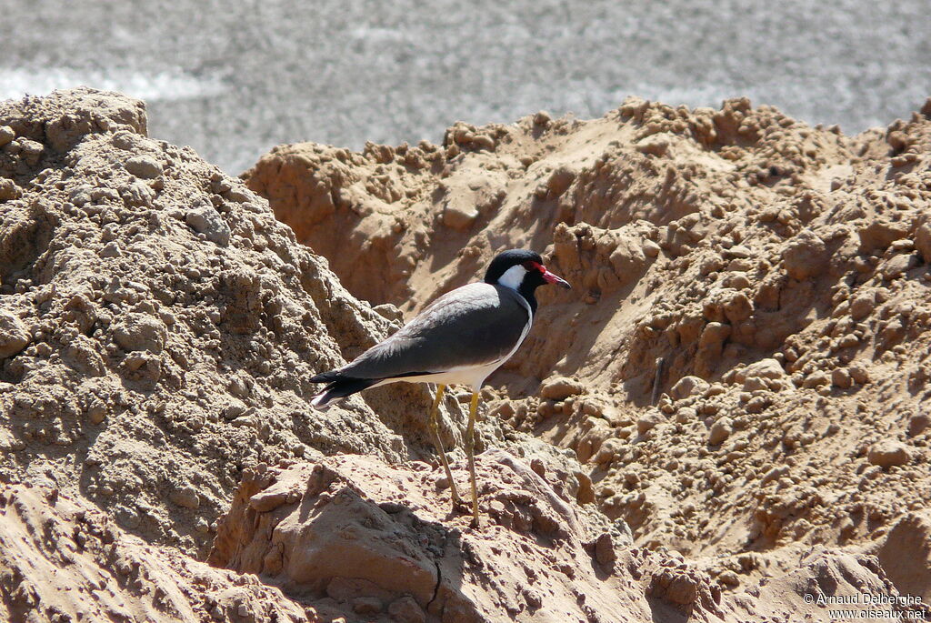 Red-wattled Lapwing