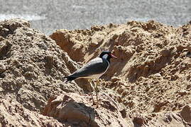 Red-wattled Lapwing