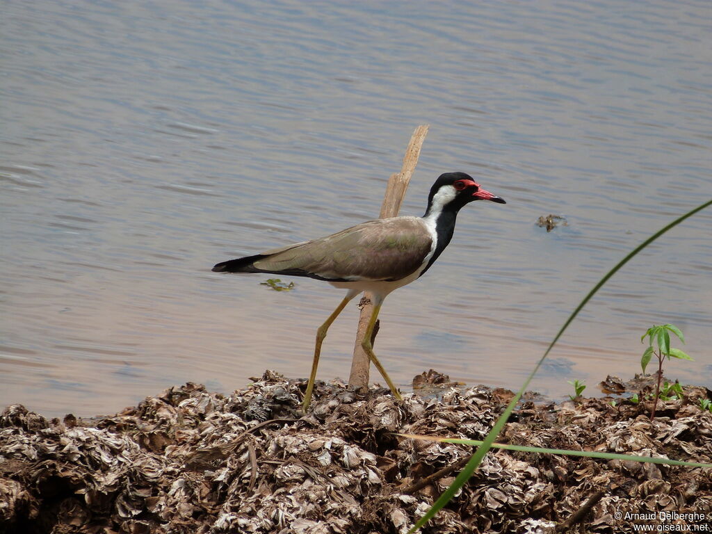 Red-wattled Lapwing