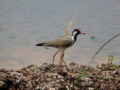 Red-wattled Lapwing