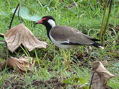 Red-wattled Lapwing