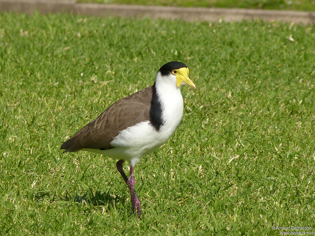 Masked Lapwing