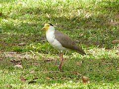 Masked Lapwing