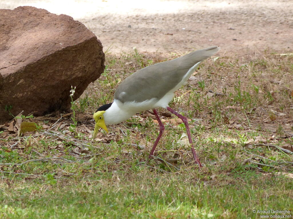 Masked Lapwing