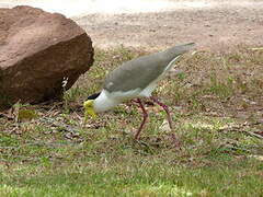 Masked Lapwing