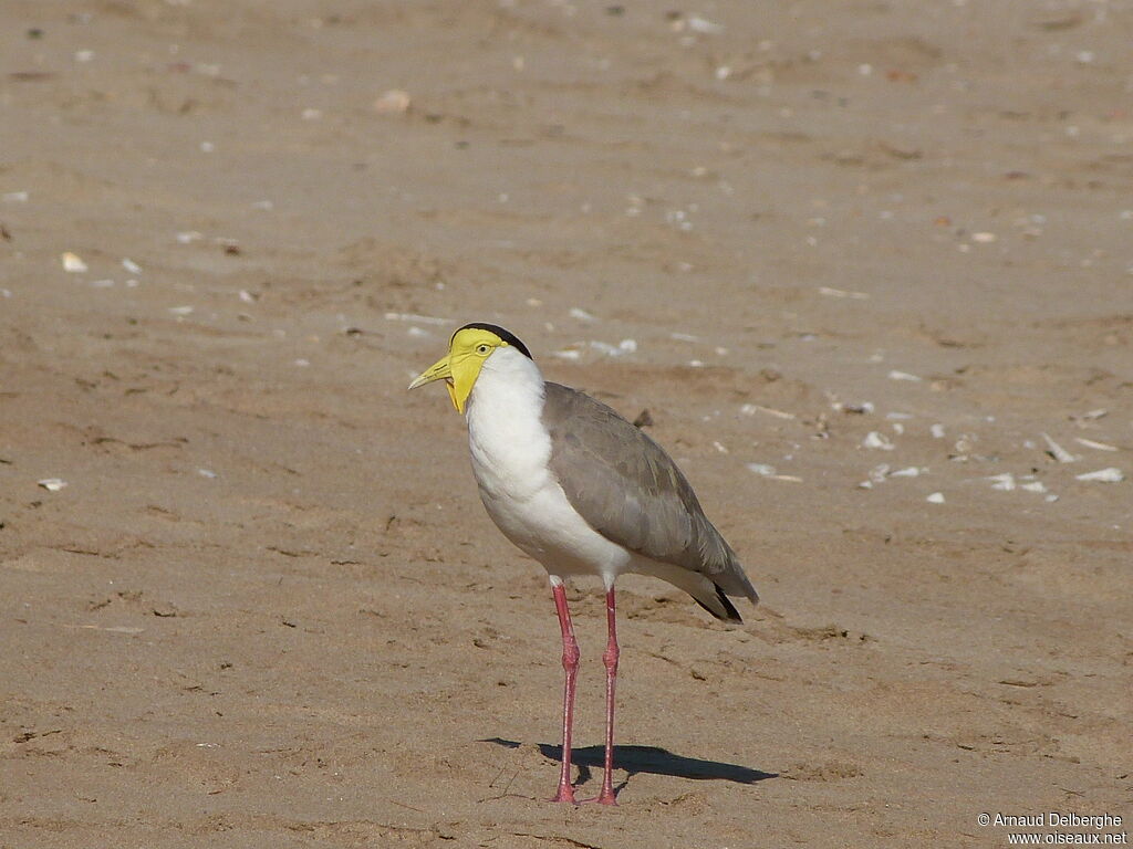 Masked Lapwing