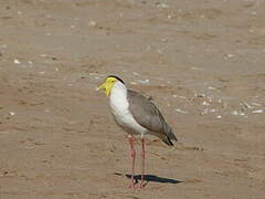 Masked Lapwing